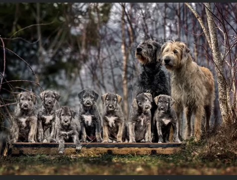 Finn, Honey, and the Wolfhounds of Mossy Knoll litter